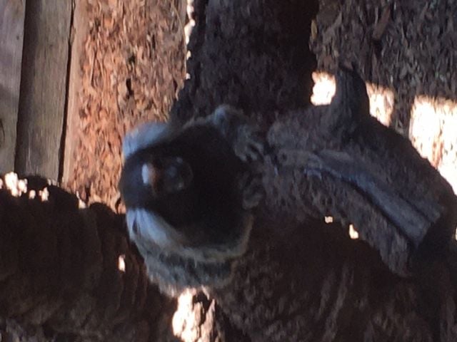 Symbio Wildlife Park - Thursday 15th October, 2020 Image -5f8d03beb30db